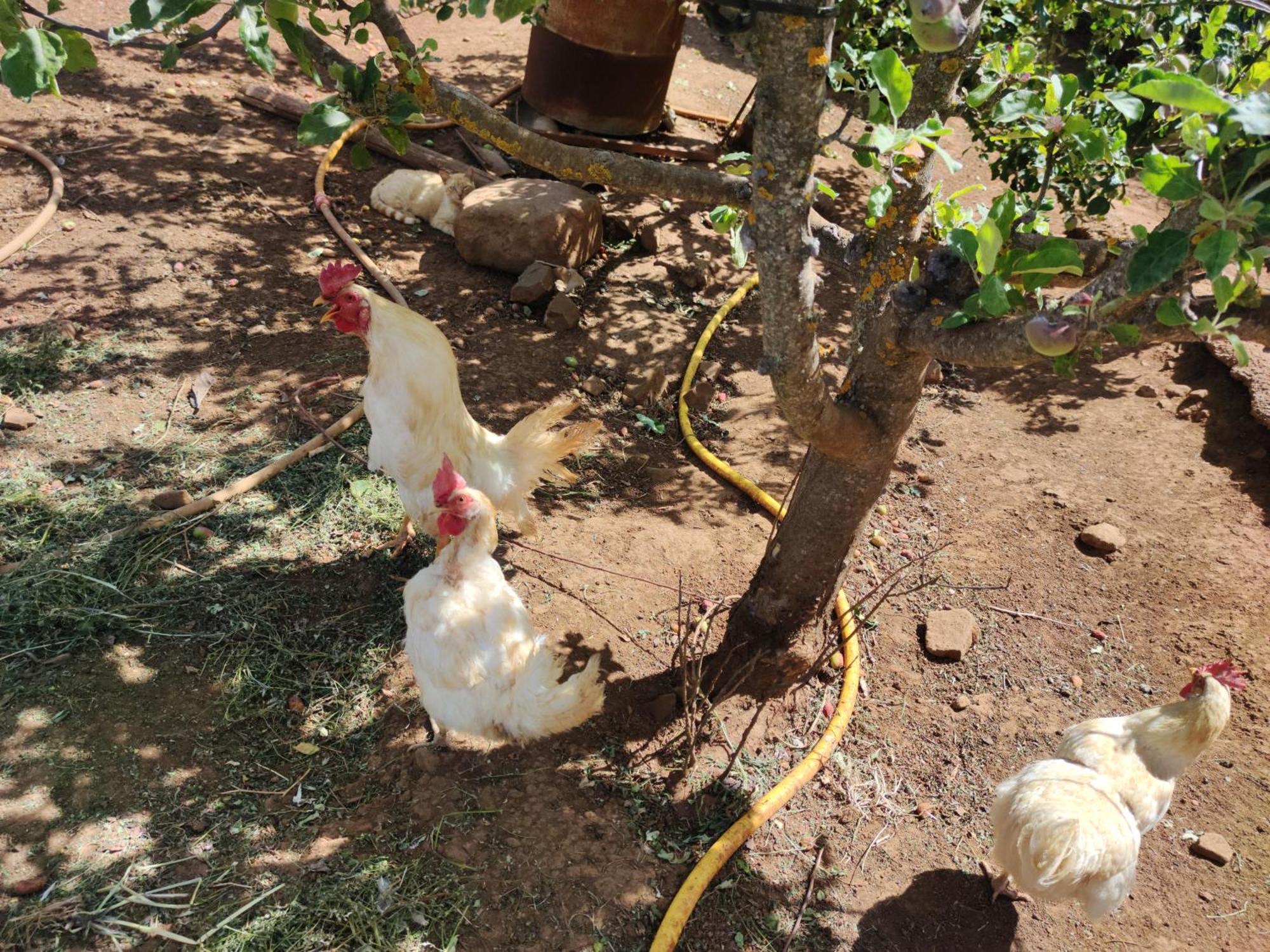 Finca El Cercadillo กัลดาร์ ภายนอก รูปภาพ